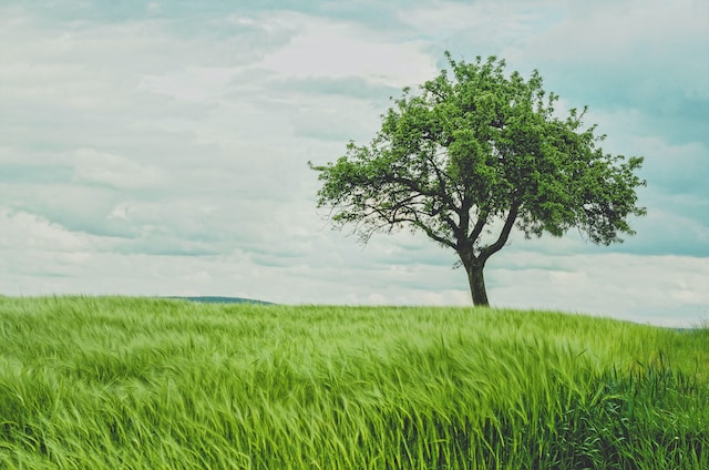 How to grow an oak tree from a twig