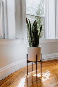 Snake Plant